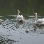 Swan with 3 babies